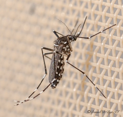 tips for controlling mosquitos in south florida