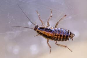 german cockroaches round in Port St Lucie