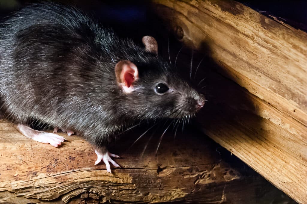 Roof Rat found in South Florida