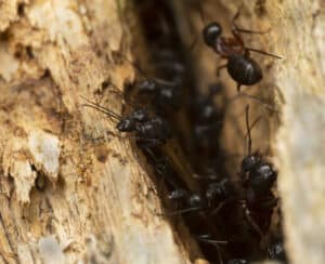 Carpenter ants located in South Florida