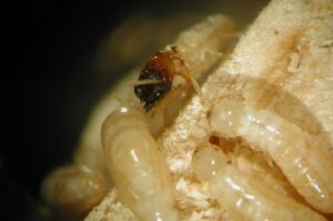 termite control South Florida