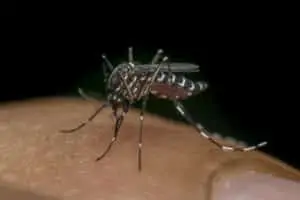 Mosquito in Florida