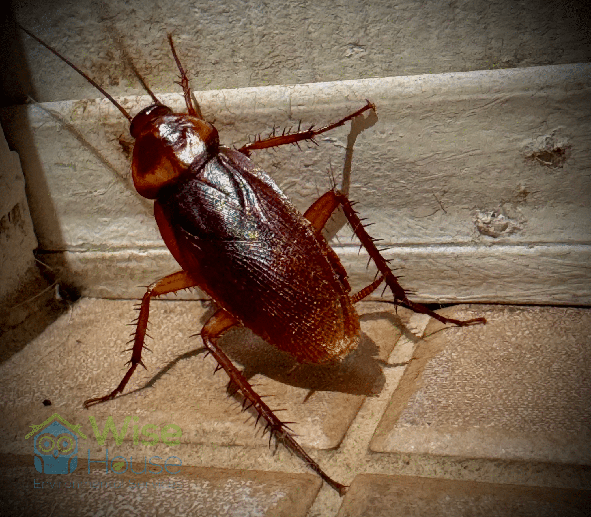 How To Effectively Control South Florida American Cockroaches?