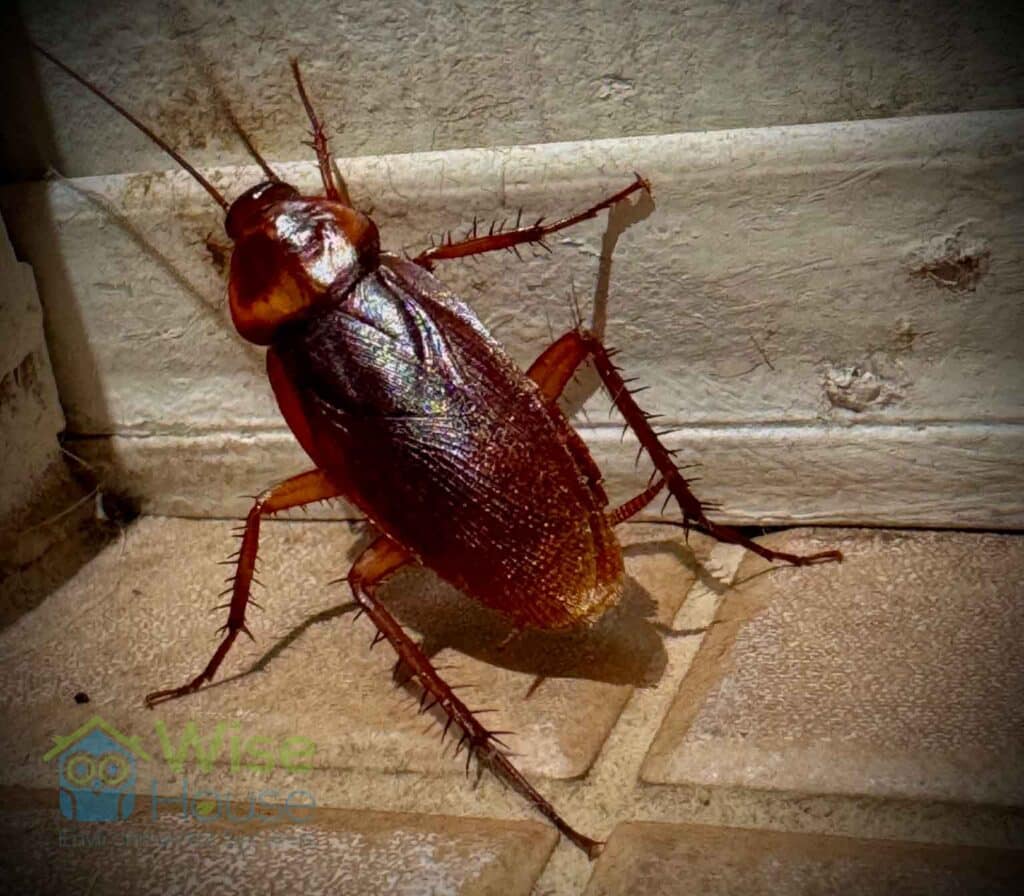 American Cockroach next to the wall