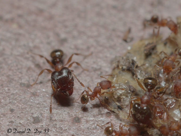 big headed ant (pheidole sp.)