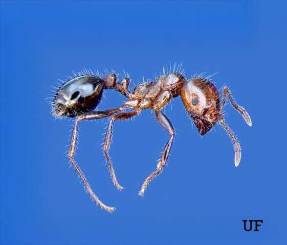 The red imported fire ant (Solenopsis invicta)