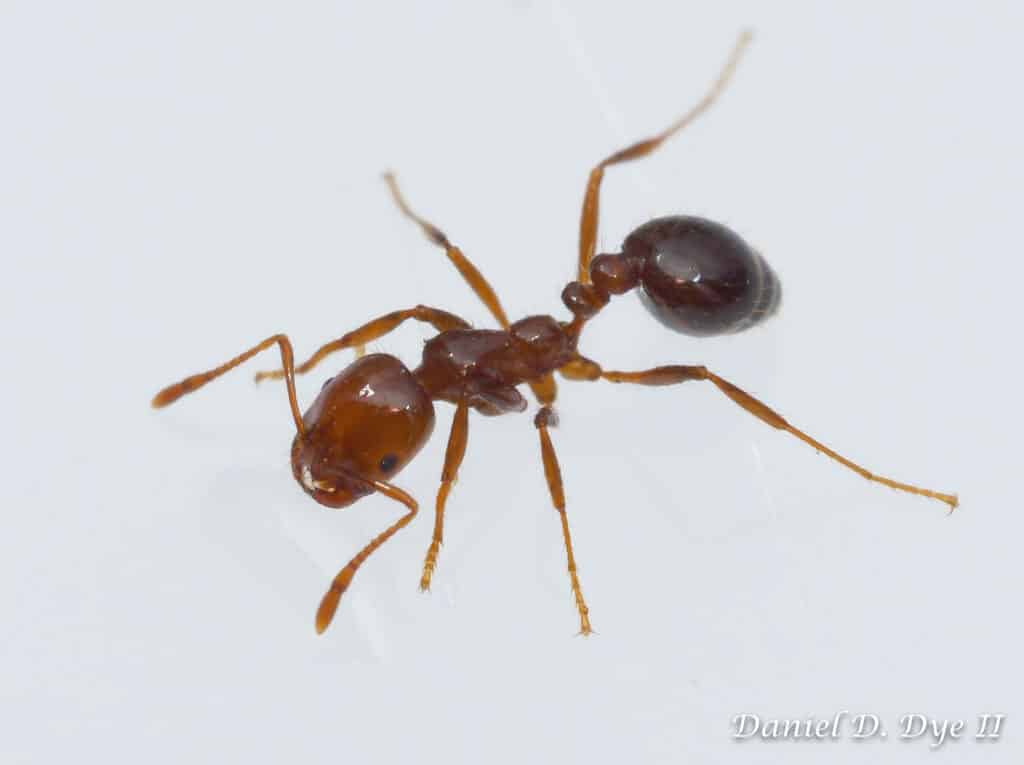 Red imported fire ant (solenopsis invicta)