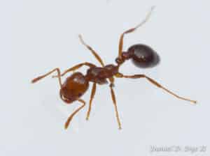 Red imported fire ant (solenopsis invicta)