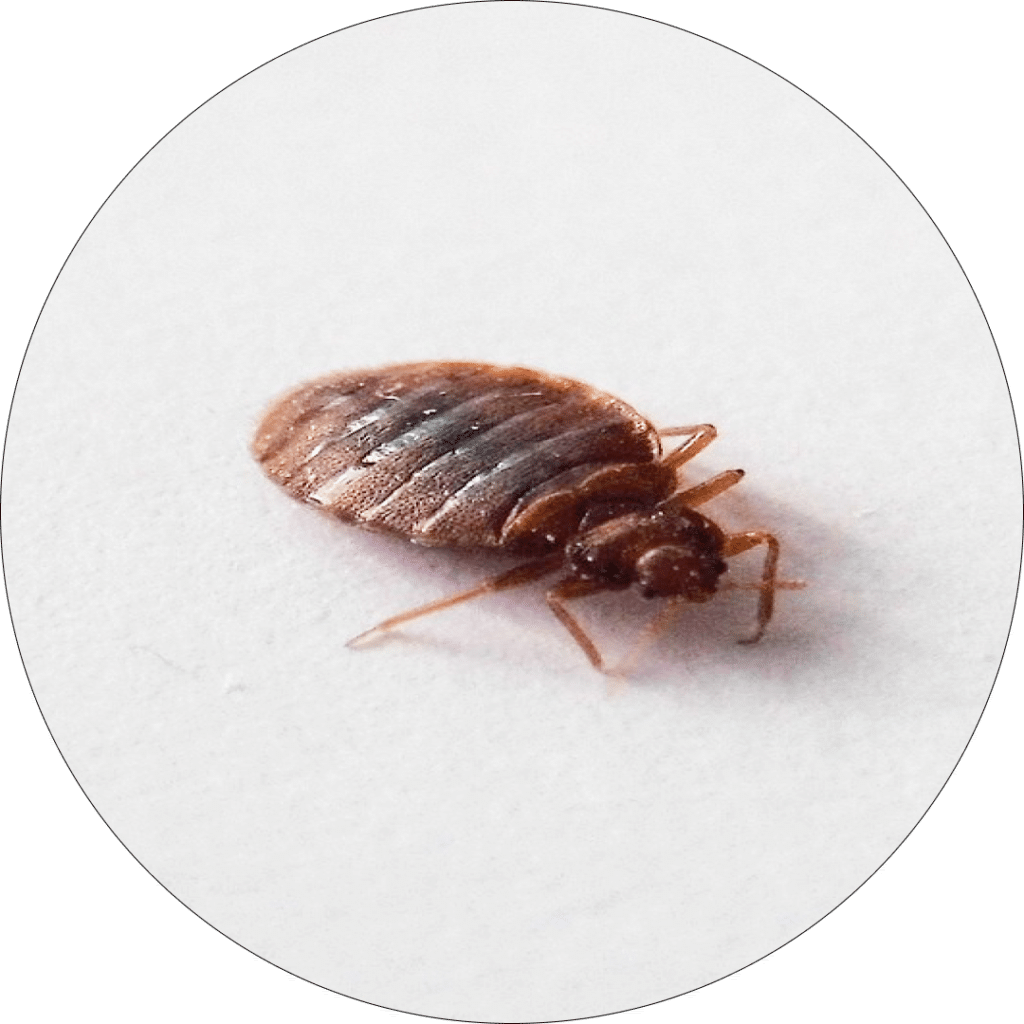 Bed Bug