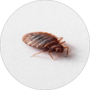 Bed Bug