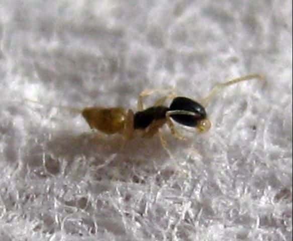 Ghost Ant - ASKIFAS
