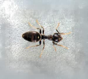 white footed ant