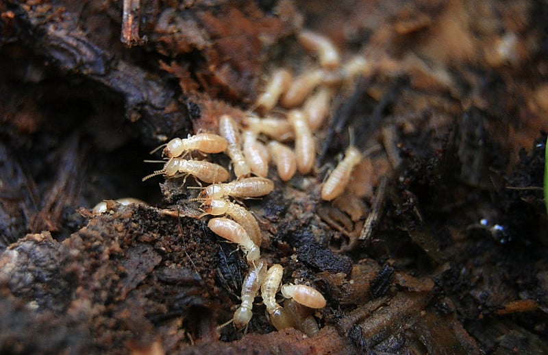 Close-up of a Pacific dampwood termite (Zootermopsis angusticollis) on decaying wood, highlighting its role in structural damage in South Florida homes