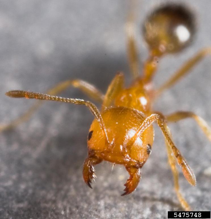 Lateral view of a ghost ant (Tapinoma melanocephalum) showing its dark head and translucent body