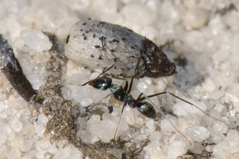 Close-up of a Little Black Ant (Monomorium minimum) on a green leaf – common in South Florida homes