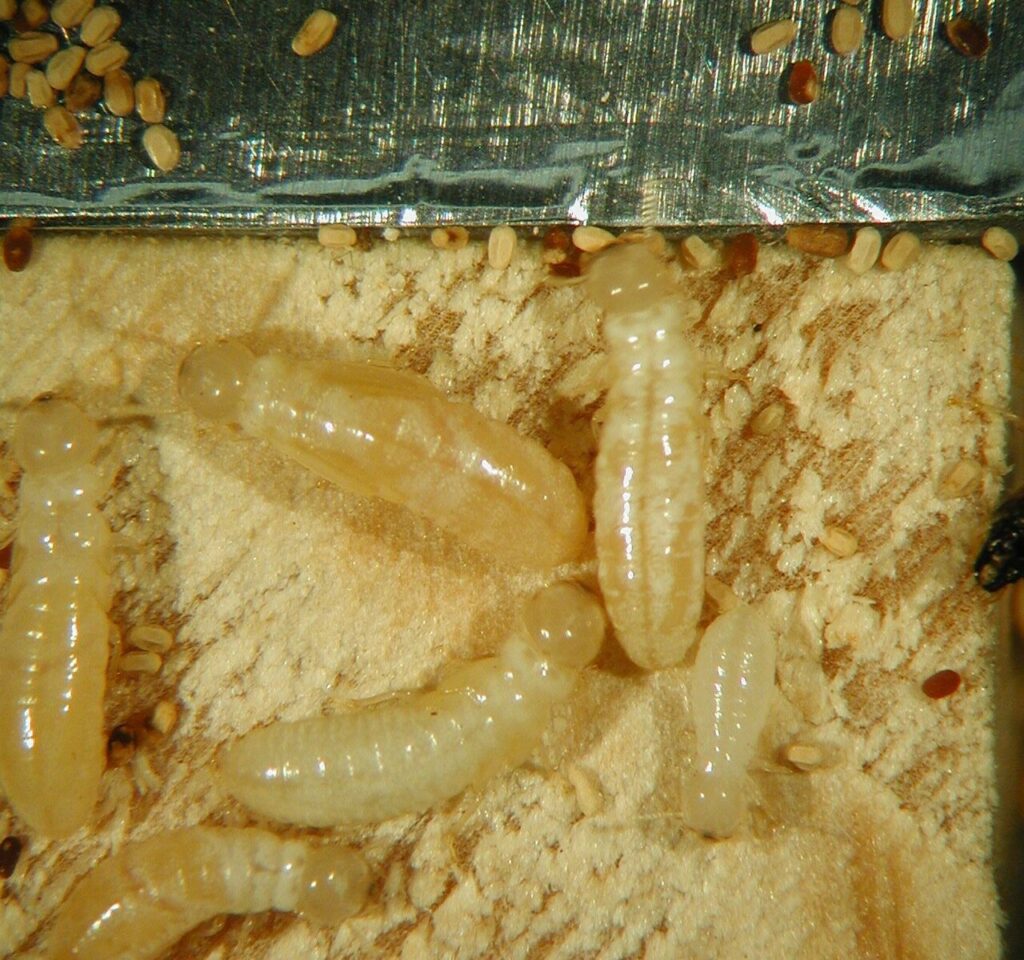 Close-up of Cryptotermes domesticus workers, a species of drywood termites, highlighting their pale bodies and distinct head structures