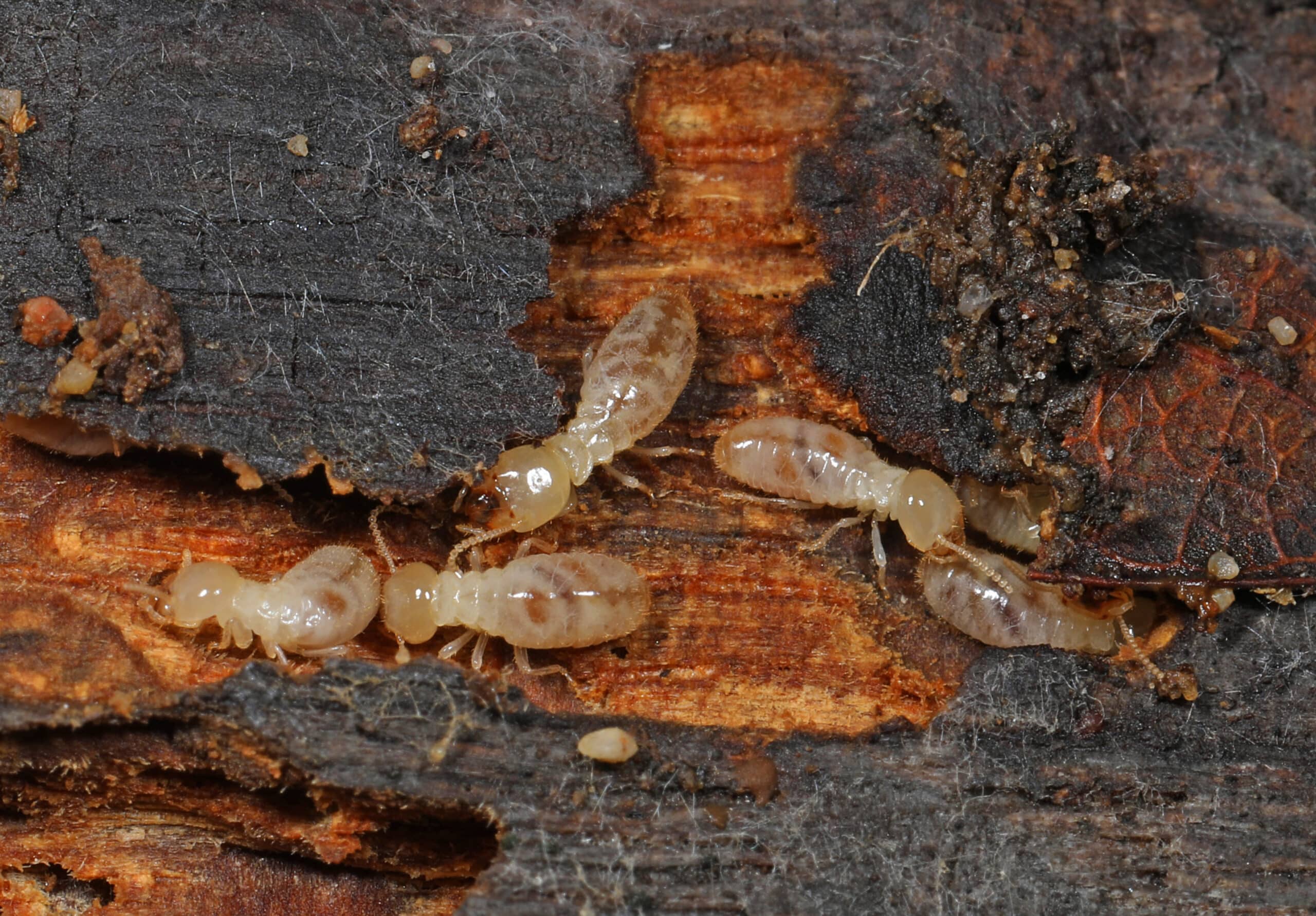 Close-up of an Eastern subterranean termite (Reticulitermes flavipes) on decaying wood, highlighting its role in structural damage in South Florida homes