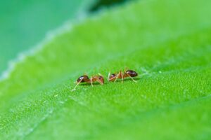 Small honey ant (Prenolepis imparis) foraging on a natural surface, a common household pest in South Florida.