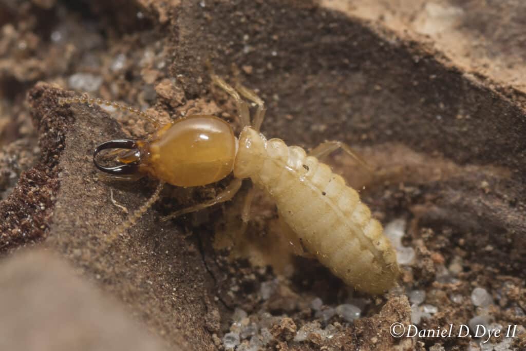 Formosan Subterranean termite