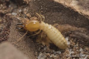 Formosan Subterranean termite
