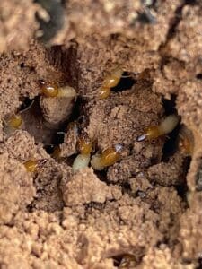 Severe structural damage caused by a Formosan termite nest inside a wooden wall – common issue in South Florida homes