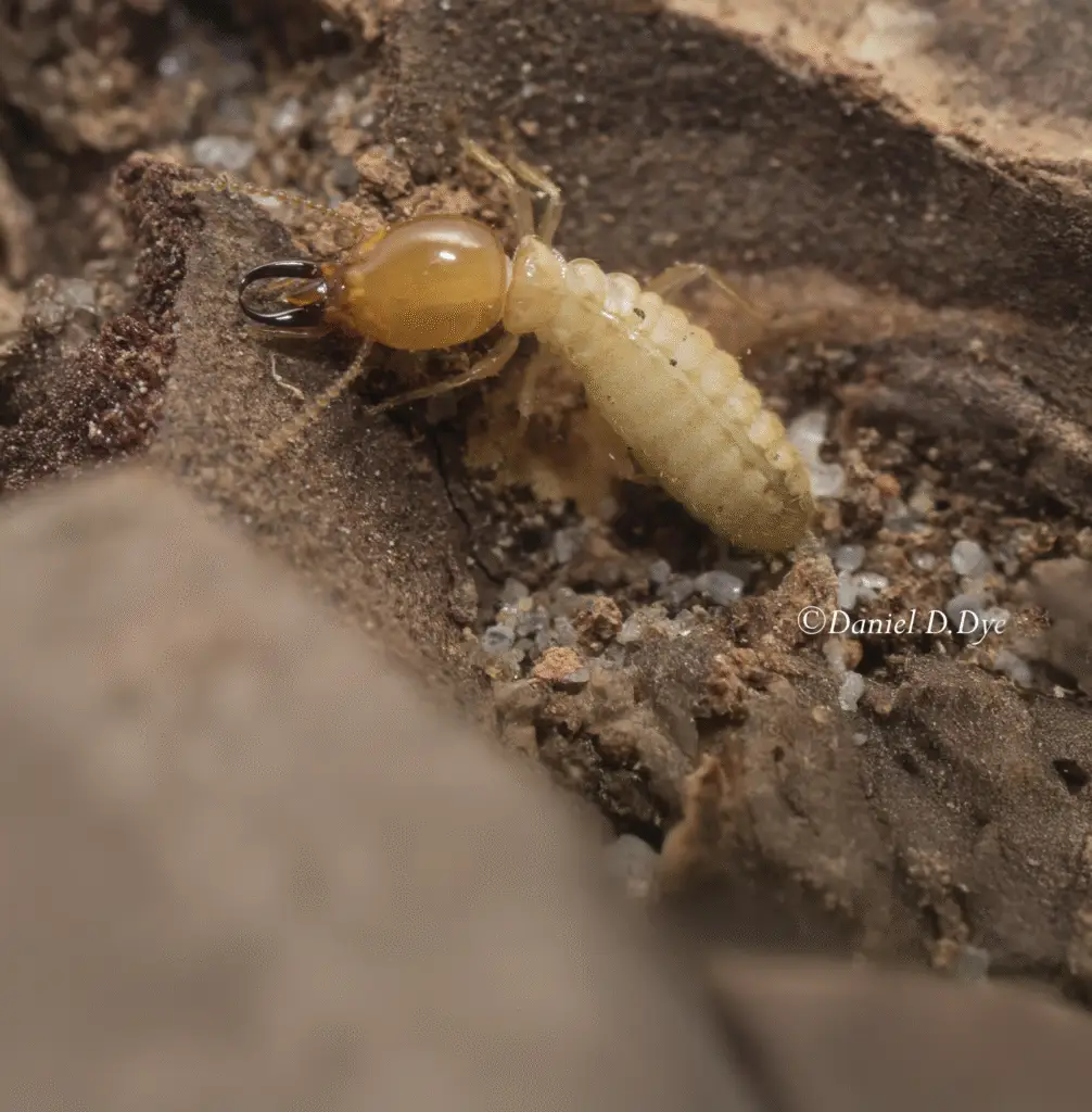 Subterranean Termite Macro Shot @Daniels D. Dye