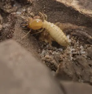 Subterranean Termite Macro Shot @Daniels D. Dye