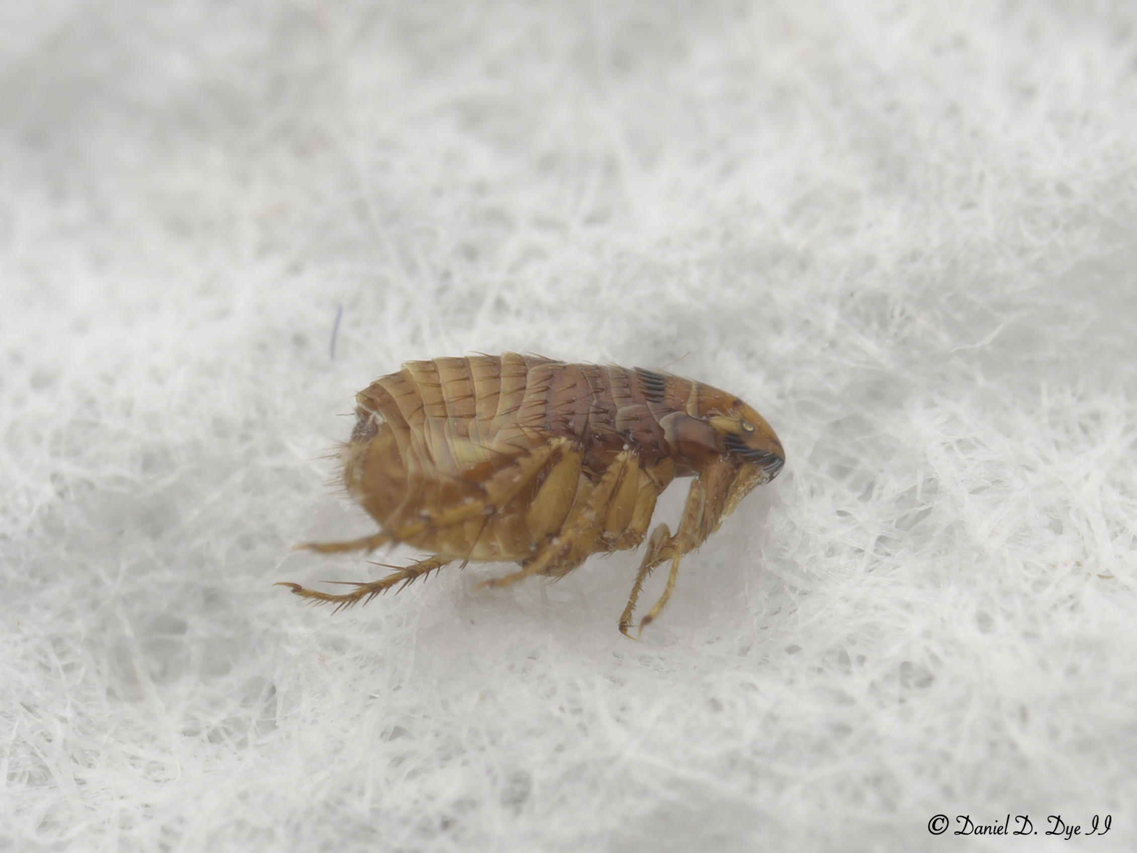 Close-up view of a cat flea (Ctenocephalides felis), one of the most common flea species affecting pets and homes in South Florida.