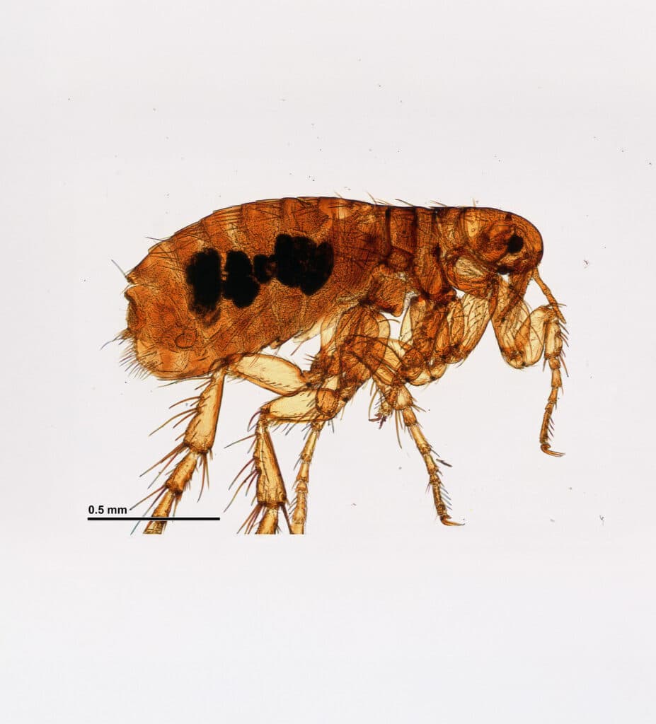 Microscopic view of a flea (Aphaniptera), showing body structure of this blood-feeding pest common in South Florida homes