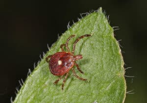 Close-up of Lone Star Tick (Amblyomma americanum), an aggressive species linked to ehrlichiosis and red meat allergy, relevant to ticks control South Florida
