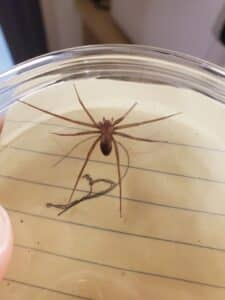 Brown Recluse