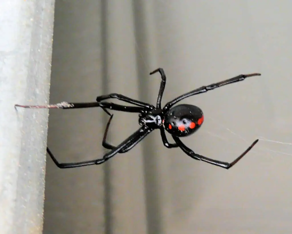 Southern Black Widow