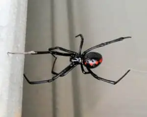 Southern Black Widow