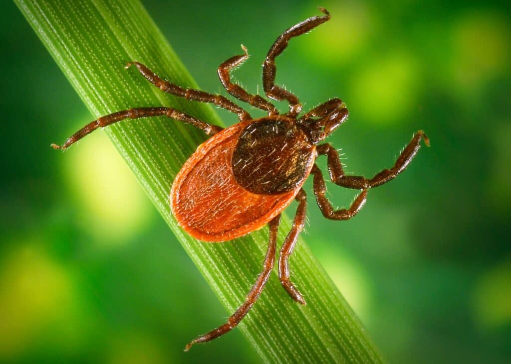 The blacklegged ticks, Ixodes pacificus known for the zoonotic spirochetal bacteria, Borrelia burgdorferi, tick control south florida