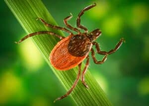 The blacklegged ticks, Ixodes pacificus known for the zoonotic spirochetal bacteria, Borrelia burgdorferi, tick control south florida