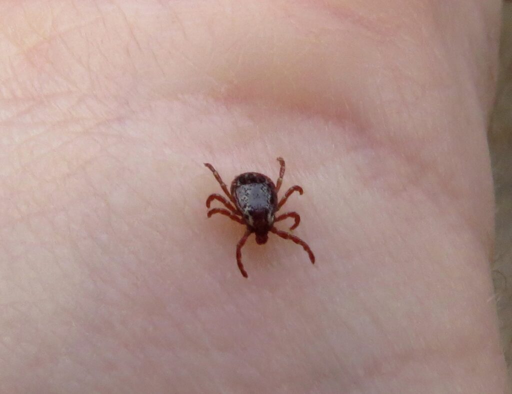 American Dog Tick on a palm, ticks control south florida