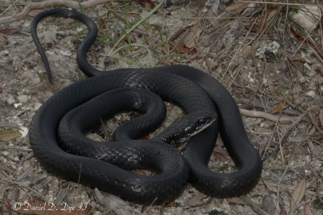 Black racer snake coiled on forest floor