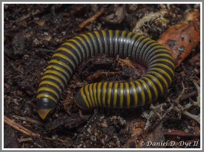 Yellow-banded millipede curled on forest floor