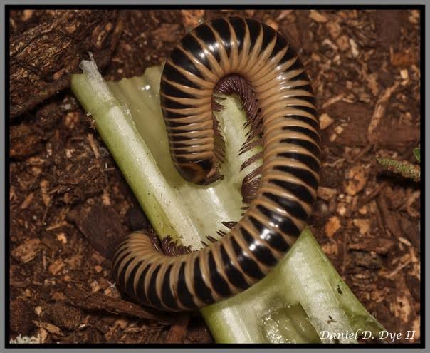 Florida millipede curled around a piece of vegetable
