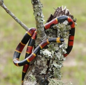 Coral snake climbing on lichen-covered branch