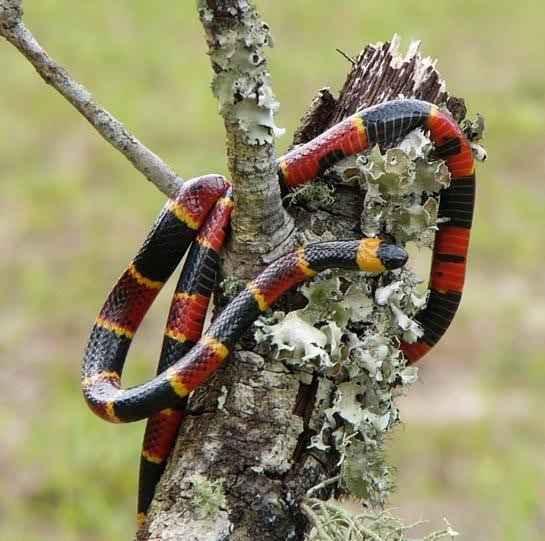 Coral snake climbing on lichen-covered branch