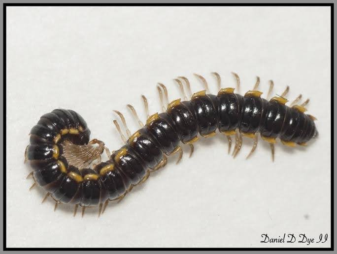 Black millipede with yellow edges on white background