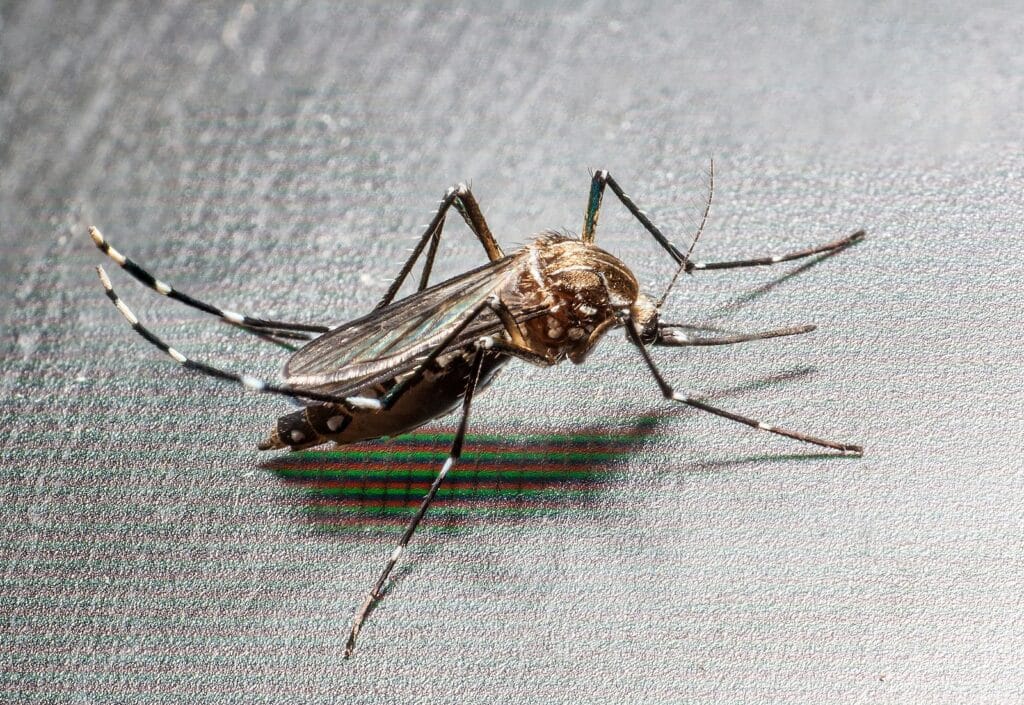 Close-up of a mosquito resting on a surface — a common pest in South Florida homes and backyards.