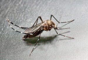 Close-up of a mosquito resting on a surface — a common pest in South Florida homes and backyards.