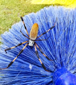 Banana spider resting on outdoor cleaning brush, commonly found in Florida yards and structures
