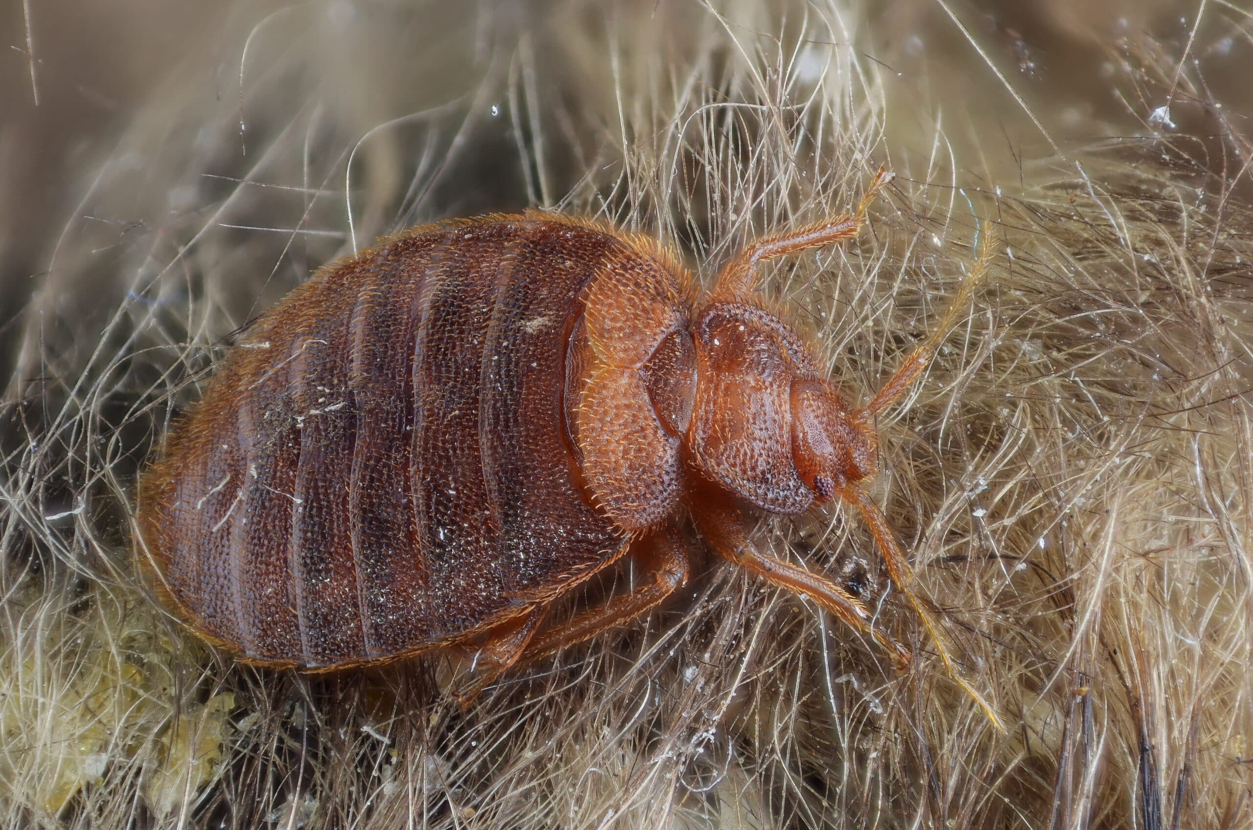 Female bed bug (Cimex lectularius) close-up on fabric fibers