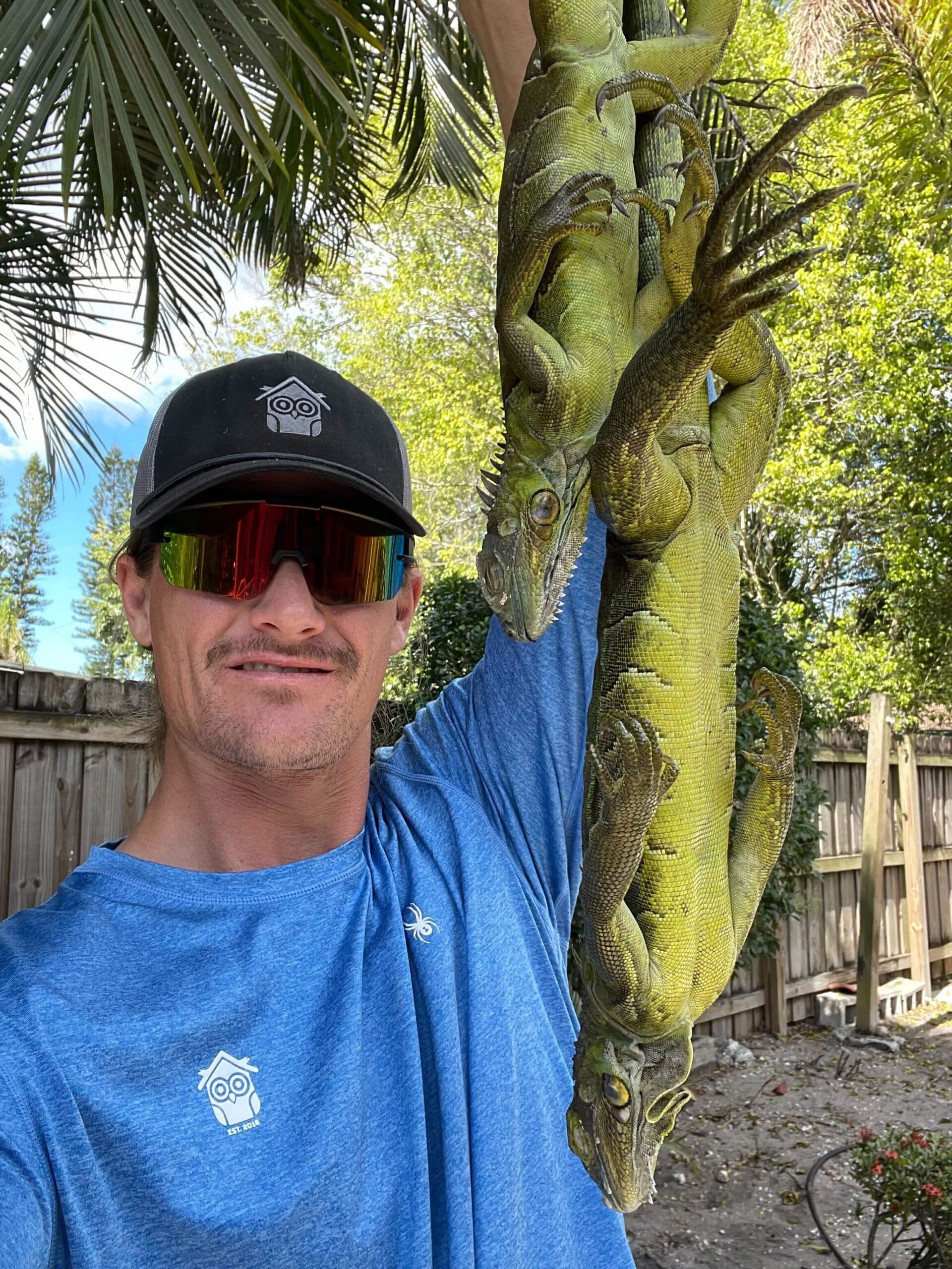 Green iguana safely removed from tree by pest control technician in Florida