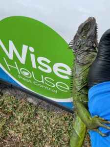 Iguana next to the Wise House Logo