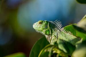 Green Iguana on a leaf