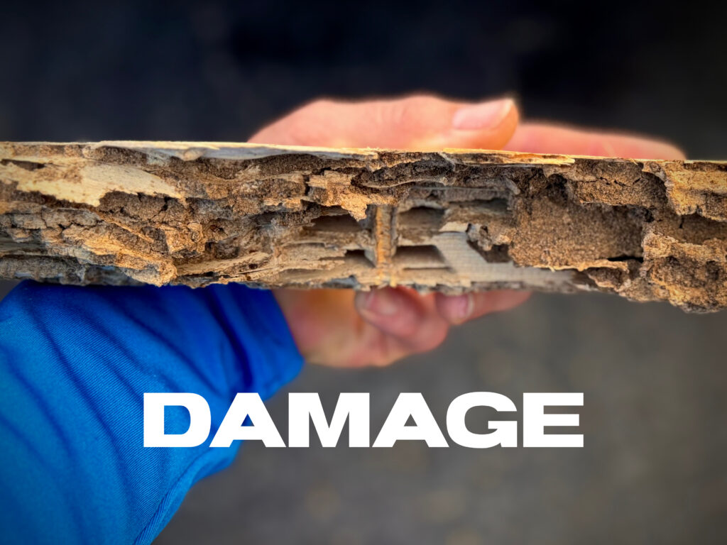 Boynton Beach Subterranean Termite Damage | Bait Station Treatment